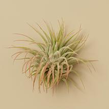 3 Ionantha Guatemala Air Plants - 2 Inch - $10.99