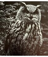 Eagle Owl Art Print Black And White Birds Of Prey Vintage Nature 1979 DW... - $42.03 CAD
