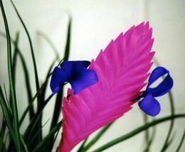 Plant Hawaiian Pink Quill Exotic Tillandsia 4&quot; Pot Live Garden Indoor Outdoor - £39.84 GBP