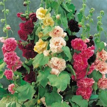 25 Hollyhock Mix Chaters Double Alcea Rosea / 6 Foot Perennial Flower Seeds Fres - £8.21 GBP