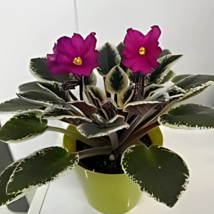 Item image 3