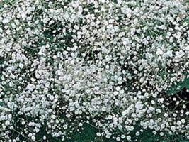 Baby&#39;s Breath 500+ Seeds Organic Newly Harvested, Beautiful Snow Like Blooms - £7.11 GBP