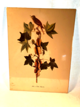 Vintage Adler Traills Flycatcher Bird Print - $11.99