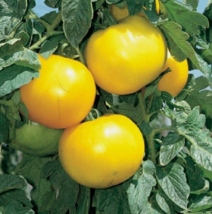 25 Pc Seeds Lemon Boy Yellow Tomato Plant, Tomato Seeds for Planting | RK - £16.54 GBP