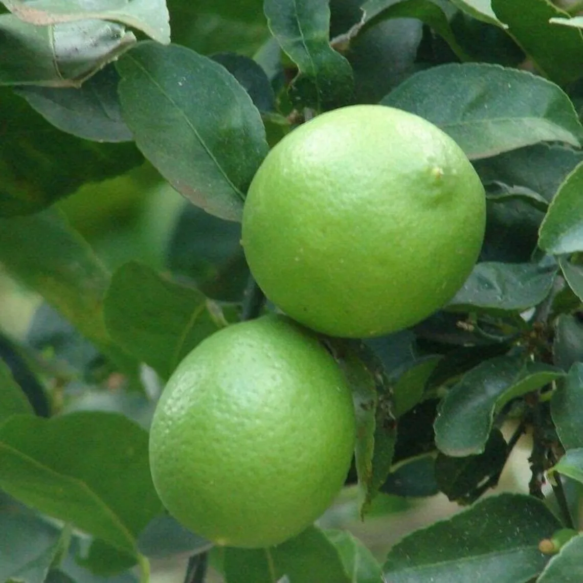 Mexican Key Lime Tree 26-30&quot; Tall Live Plant Gallon Citrus aurantifolia - £90.71 GBP