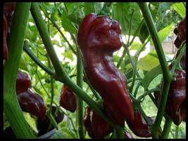 15 seeds Chocolate Devil&#39;s Tongue super RARE! Extreme Hot Pepper Great for Powde - £2.62 GBP