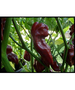 15 seeds Chocolate Devil's Tongue super RARE! Extreme Hot Pepper Great for Powde - $3.34