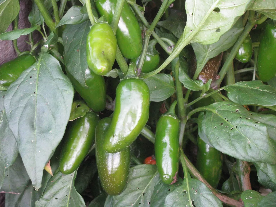 BStore 100 Seeds Jalapeno Early Pepper Vegetable Non-Gmo Heirloom - £7.32 GBP