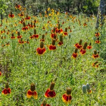 Ratibida Mexican Hat Flower Plant 5000 Seeds Fresh Garden USA SELLER - £10.35 GBP