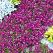 Alyssum Seeds Oriental Nights Ground Cover Seeds Flower Seeds 75Ct - $7.99