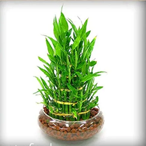 Lucky Bamboo Plant seeds Choose Potted Bonsai Variety Complete The Buddi... - £8.51 GBP