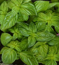 Genovese Basil Herb Seeds, NON-GMO, Heirloom, Variety Sizes, Free Shipping - £1.30 GBP+