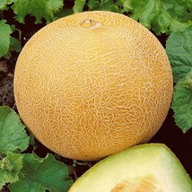 40 Delicious 51 Cantaloupe Seed Organic Summer Melon Vine Muskmelon US F... - $51.21 MXN