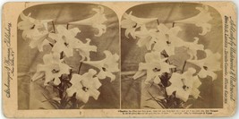 1895 Real Photo Stereoview Strohmeyer &amp; Wyman Stereoview Consider the Li... - $9.49