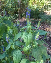 Item image 1 image 1