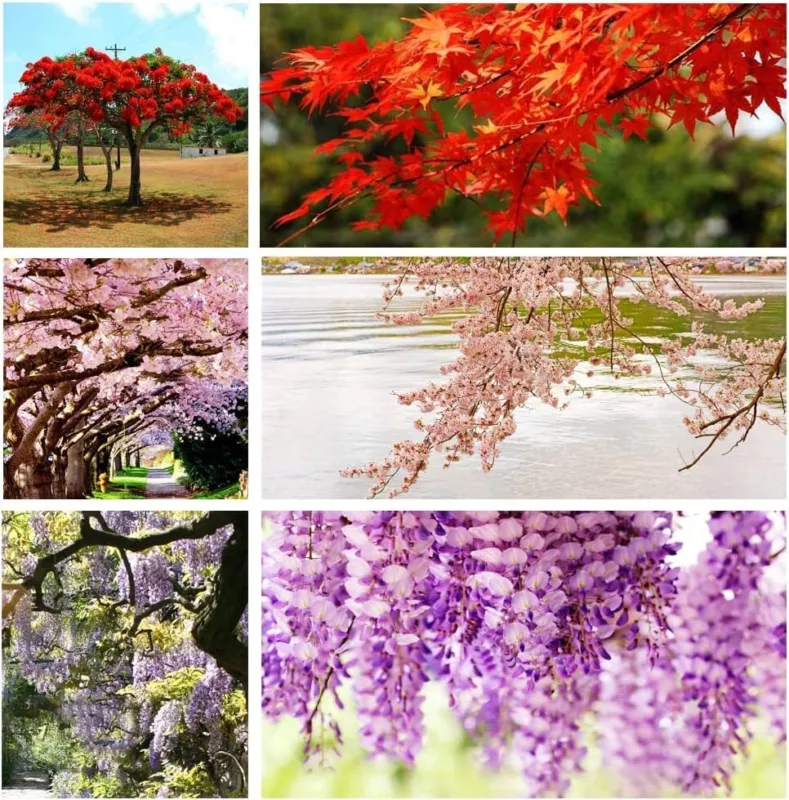 10 Popular Varieties of Non GMO Heirloom Bonsai Seeds Red Maple elm Tree Blue - £22.39 GBP