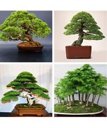 Japanese Cedar, Spruce, 100 Seeds - $12.19