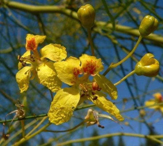 Parkinsonia aculeataThe Jerusalem thorn