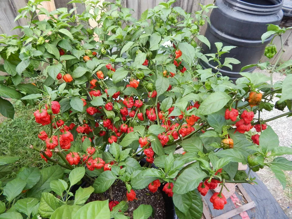 SYST 100 Seeds Carolina Reaper Chili Pepper Non Gmo Seed Catalog Home Garden - $10.65