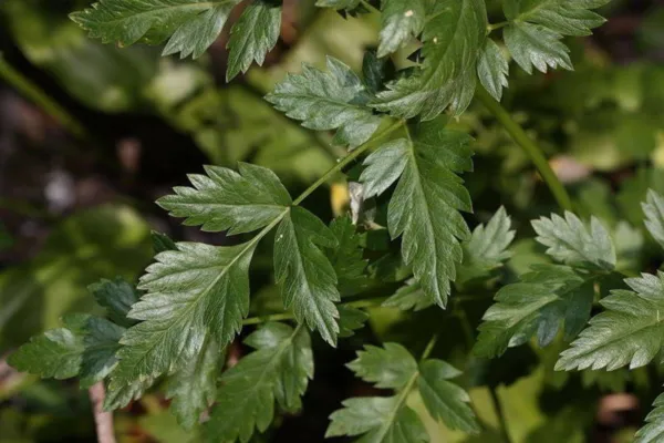 50 Lovage Levistucum Officinale Flavor Like Celery &amp; Anise Herb Flower Seeds Fre - £7.51 GBP