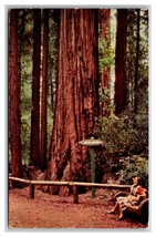 Neck Breaker Tree Big Trees Park Santa Cruz California CA Chrome Postcard Y18 - £2.32 GBP