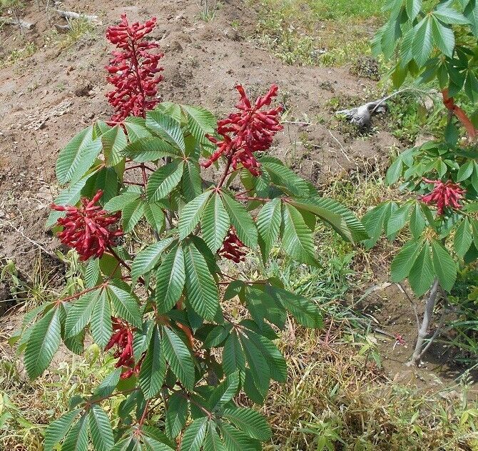 1 Red Buckeye Tree, Larger 20+in Fast Growing Flowering Shade for Landscaping