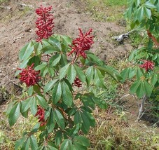 1 Red Buckeye Tree, Larger 20+in Fast Growing Flowering Shade for Landscaping - £25.50 GBP