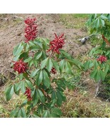 1 Red Buckeye Tree, Larger 20+in Fast Growing Flowering Shade for Landscaping - $31.95