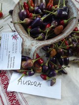 Aurora Chili Pepper, 10 seeds (Ch 040) - £3.18 GBP