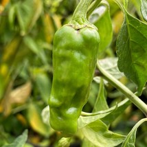 50+ Golden Greek Pepperoncini Pepper Seeds | Heirloom Non-GMO  Free Ship... - $229.00