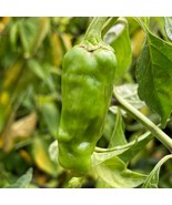 50+ Golden Greek Pepperoncini Pepper Seeds | Heirloom Non-GMO  Free Ship... - $4,233.76 MXN