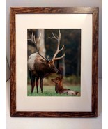 Custom Framed Elk and Calf in Field Photo Reprint (Free Shipping) - $49.00