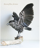 Nutcracker Eurasian Spotted Real Bird Mount Taxidermy Stuffed Scientific... - $6,652.21 MXN