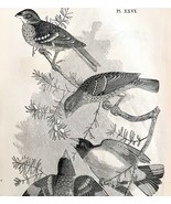 Rose Breasted Grosbeak Victorian 1856 Bird Wood Engraving Antique Nature... - $760.08 MXN