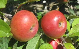 25 Lady Apple (Api) Apple Seeds - £6.95 GBP