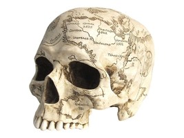 Craniumography Skull Old Treasure Map White Finish Sculpture Décor - £51.30 GBP