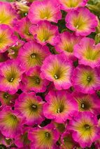 50 Yellow Pink Petunia Seeds Flower Perennial Flowers Annual Seed - £11.05 GBP