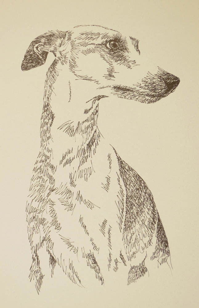 Whippet dog art portrait drawing. Print 89 Kline adds dog's name FREE Great Gift