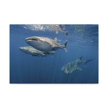 Whale Shark Group Whale Shark Troop Print Animal Wall Art Wildlife Canvas Print - £56.28 GBP+