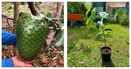 1’-2’ Sweet Soursop (ANNONA MURICATA) live fruit tee  - $84.99