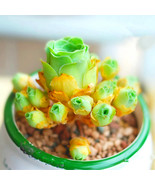SKM Lithops Bonsai Ss0067 Living Stones Flower Succulent Cact Succulent ... - $15.38 CAD