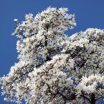 10 Kobus Magnolia Tree Aka Japanese Magnolia Or Kobushi White Pink 4&quot; Fragrant F - £14.63 GBP