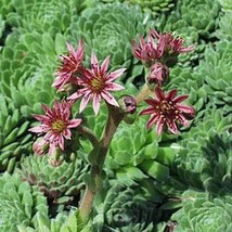 New Fresh USA Seller Sempervivum Montanum Hens &amp; Chicks 25 Seeds - $7.98