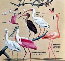 Flamingo Ibis And Spoonbill Varieties 1966 Color Bird Art Print Nature A... - £15.84 GBP