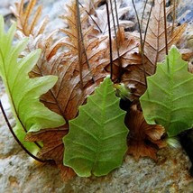 Oakleaf Fern Rare Aglaomorpha Quercifolia Tropical Organic Live Plant Rh... - €16,19 EUR+