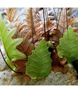 Oakleaf Fern Rare Aglaomorpha Quercifolia Tropical Organic Live Plant Rh... - $25.97 CAD+