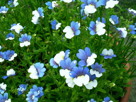 50 Blue &amp; White Nemesia Strumosa Flower Seeds From US  - £6.45 GBP