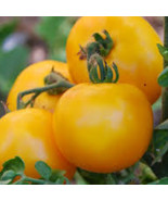 CLK Mountain Gold Tomato Seeds 10 Seeds Non-GMO 1038 - $6.24 CAD
