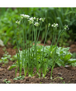 MX Chives Garlic Seeds Edible Herb Mild Garlic Flavor Non GMO Bulk Seed - $14.06 CAD