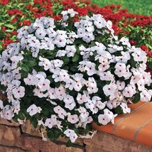 Polka Dot Vinca Spreading Ground Cover Flower Plant Seeds 50 Seeds Fresh Seeds F - £15.95 GBP